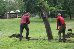 Baumstumpf ausgraben
